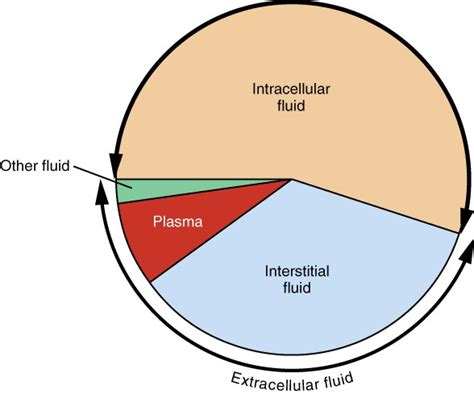 interstitial fluid measuring less than 1 mm thick|interstitial fluid in human body.